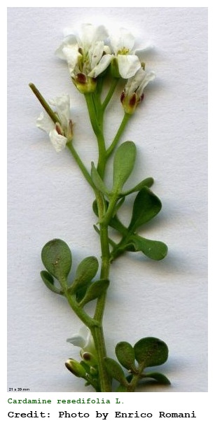 Cardamine resedifolia L.